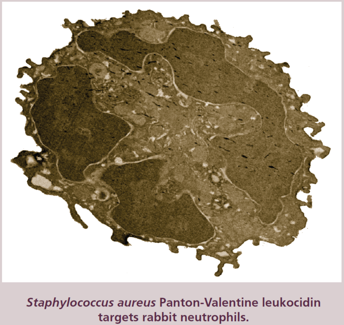 Staphylococcus aureus Panton-Valentine Leukocidin targets rabbit neutrophils