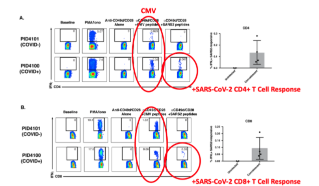 Covid-19 Host Immune Response Pathogenesis chart